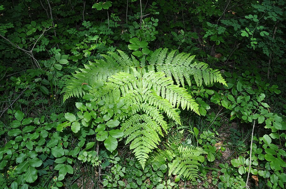 fern, forest, mountain, nature, leaf, plant, green Color, summer HD wallpaper