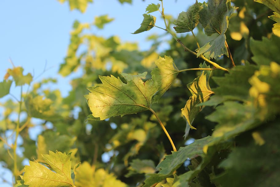 leaves, tree, leaf, nature, autumn, landscape, green leaves HD wallpaper
