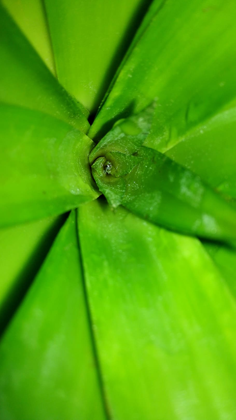 green, plant, pineapple, green color, close-up, no people, full frame HD wallpaper