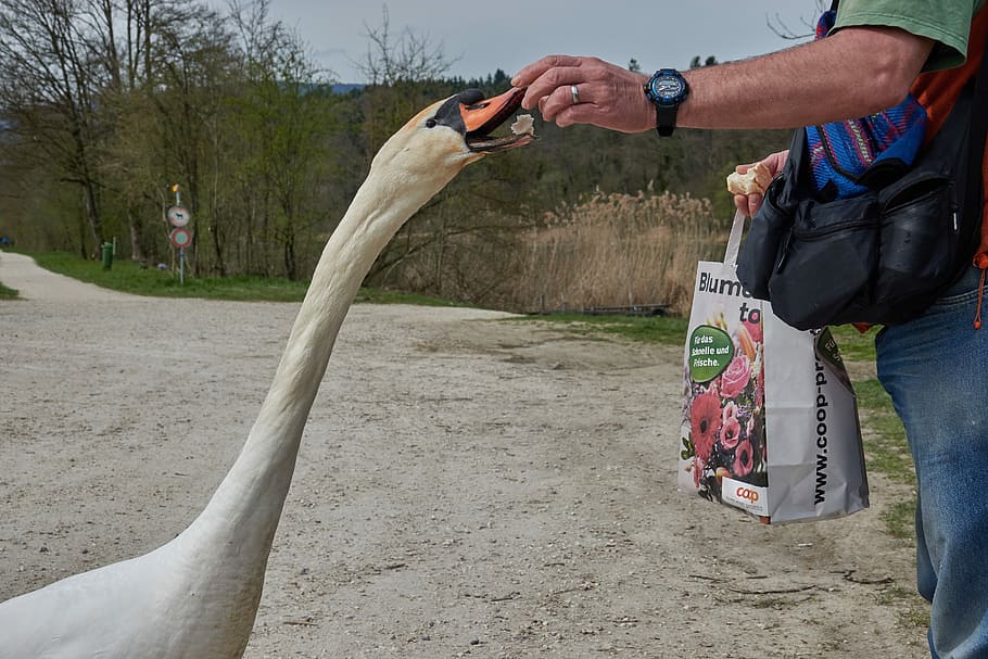 swan, feed, hand, bread, white swan, waters, bill, water bird HD wallpaper