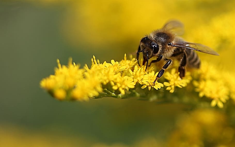 macro photo of honey bee on yellow flower, plant, insect, blossom HD wallpaper