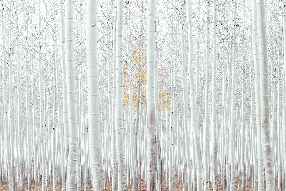 white tall trees at daytime, plants, nature, outdoor, view HD wallpaper