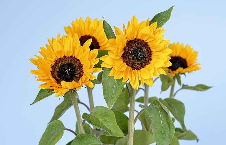 photo of sunflowers, bloom, yellow, color, blossom, natural HD wallpaper