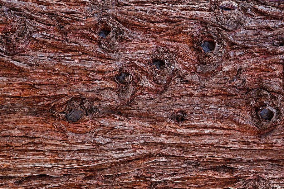 bark, tree bark, pattern, wood, structure, brown, aesthetic