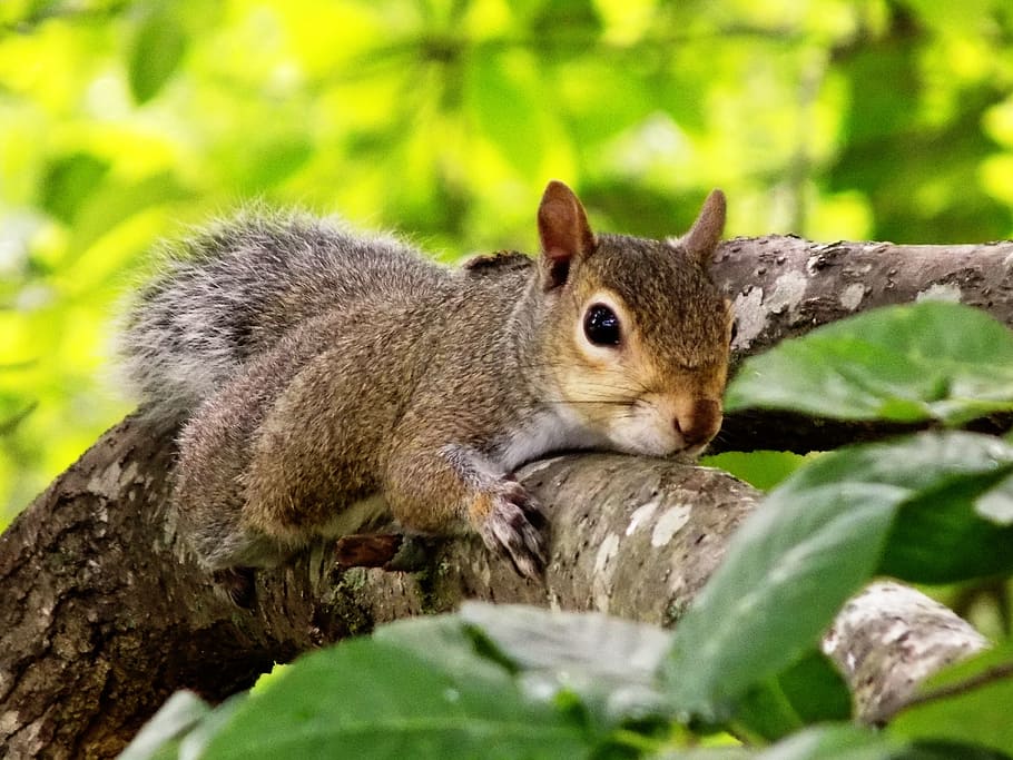 Squirrel, Tree, Nature, Animal, Mammal, wildlife, rodent, brown HD wallpaper