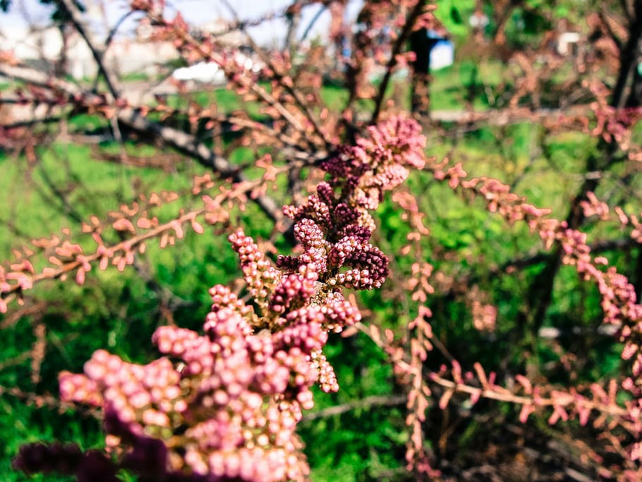 tree with pink flowers, closeup, photo, red, leaf, plant, green HD wallpaper
