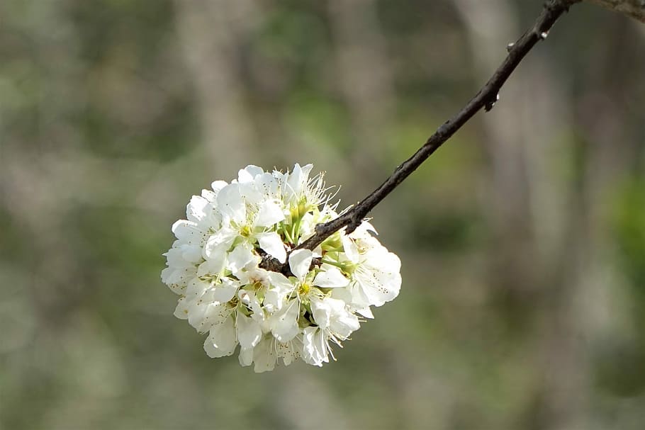 flower, nature, plant, tree, flowering plant, freshness, fragility HD wallpaper