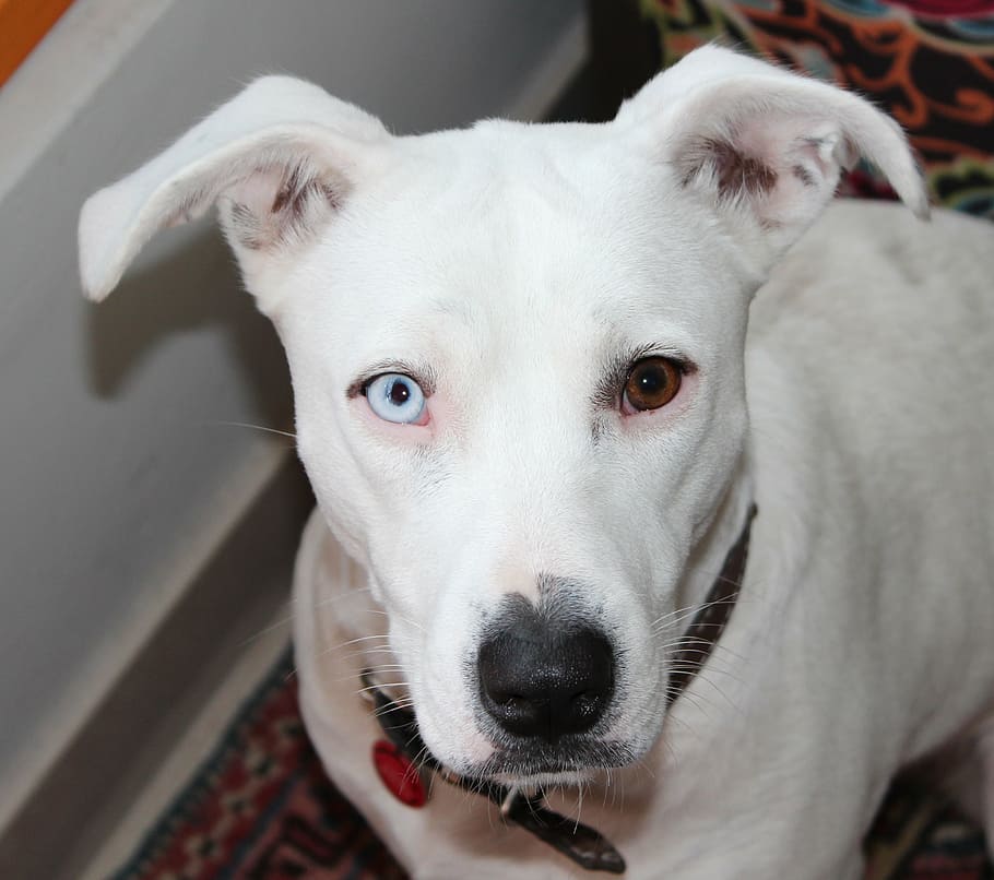 heterochromia, dog, white, pittbull, iris heterochromia, pets, HD wallpaper