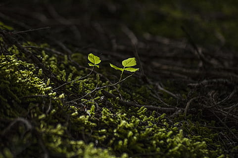 green plant, Forest, New, Leaf, Growth, Arrival, spring, nature HD wallpaper