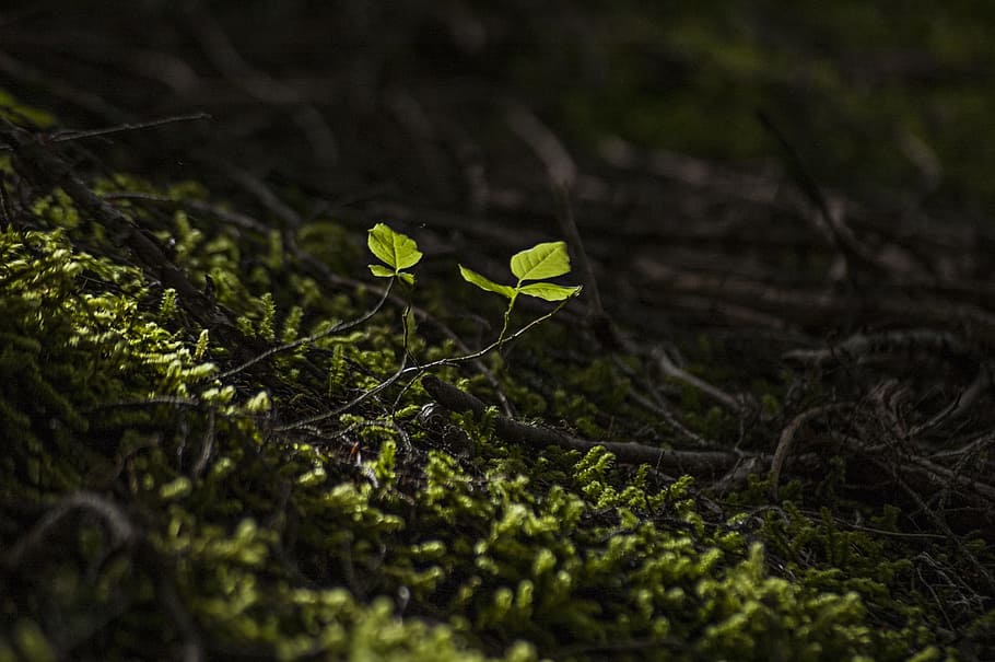 green plant, Forest, New, Leaf, Growth, Arrival, spring, nature, HD wallpaper