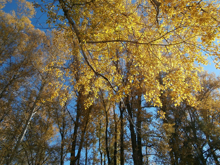 autumn, trees, nature, stroll, landscape, autumn beach, leaves HD wallpaper