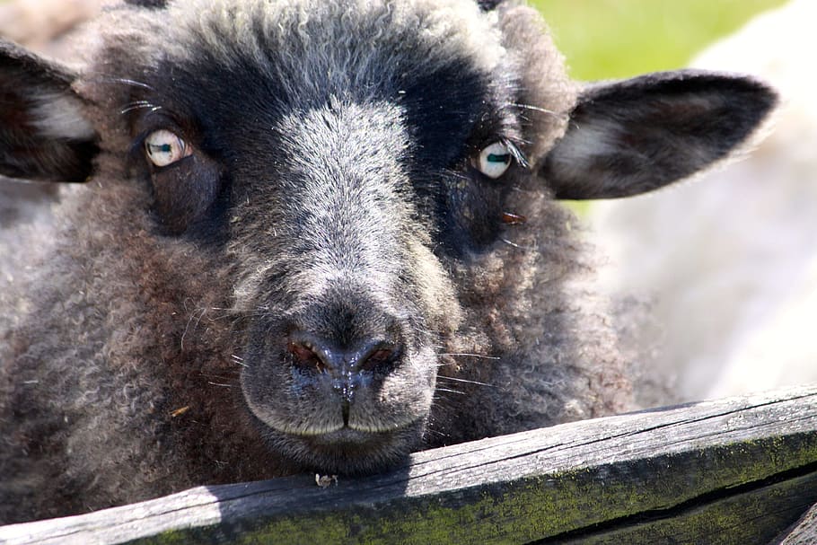 sheep, lamb, eyes, animal themes, mammal, one animal, domestic animals HD wallpaper