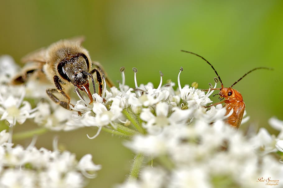 bug, bee, macro, insects, close up, nature, animal themes, animal wildlife HD wallpaper
