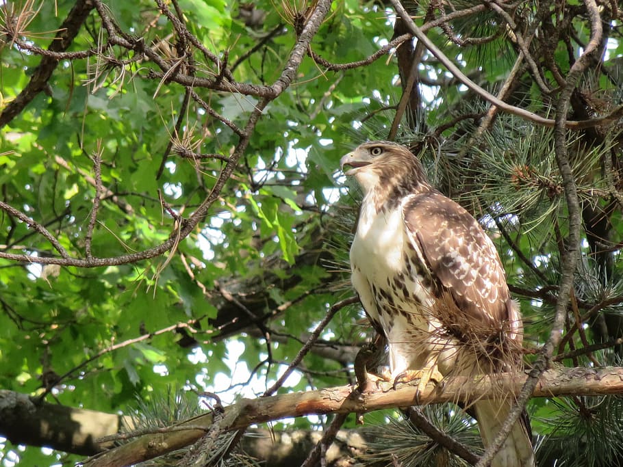 bird, hawk, broad winged hawk, animal wildlife, one animal HD wallpaper
