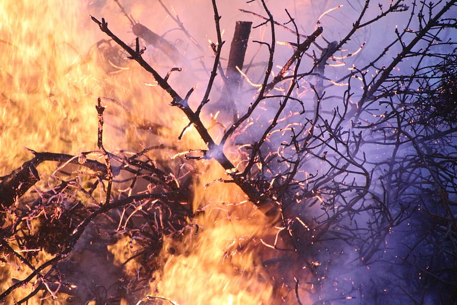 Free Download Hd Wallpaper Close Up Of Burning Tree Forest Fire Beach Campfire Flame 