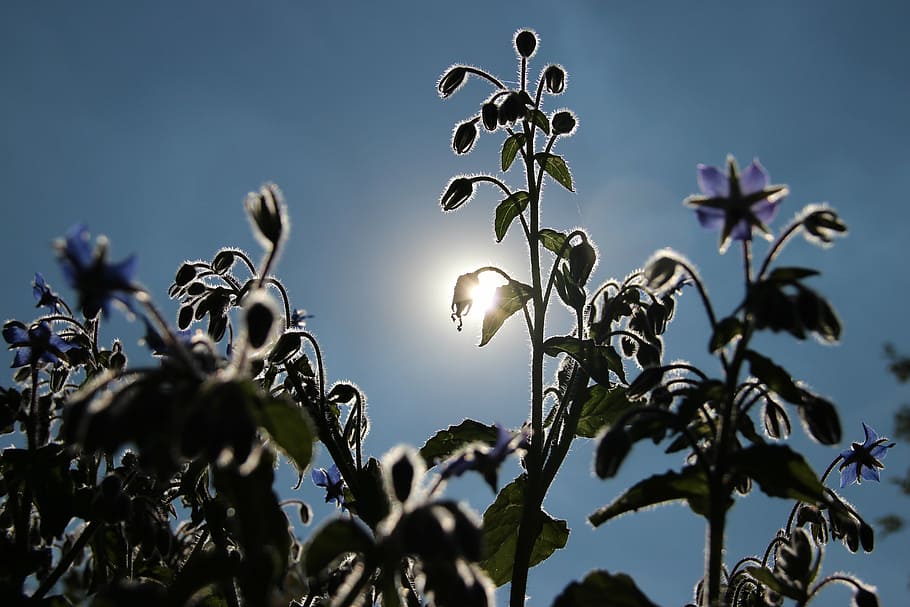 back light, sun, nature, flowers, flowering stems, sky, plant HD wallpaper
