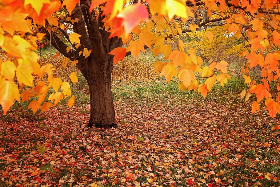 fall, tree, leaf, wood, season, autumn, leaves, nature, october HD wallpaper