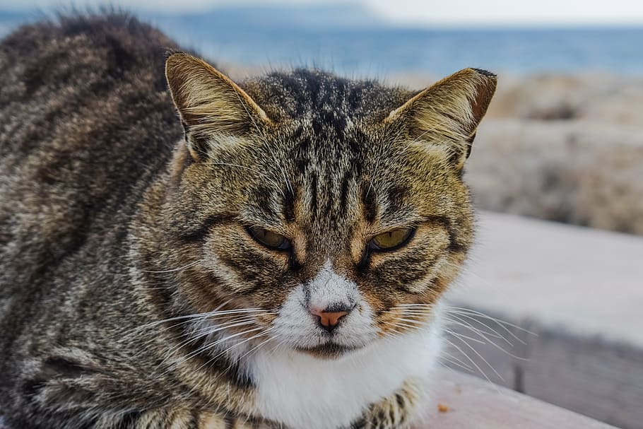 cat, stray, animal, looking, face, homeless, sadness, unhappy HD wallpaper
