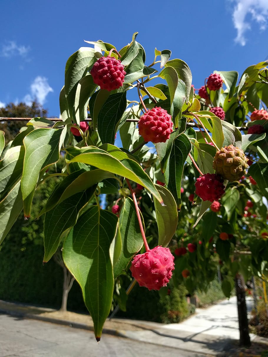 kousa, dogwood, fruit, tree, plant, leaf, green, botany, leaves HD wallpaper