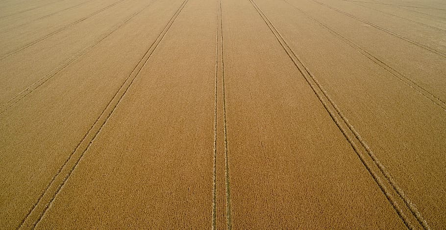 Wheat Field, untitled, aerial view, drone view, tracks, line