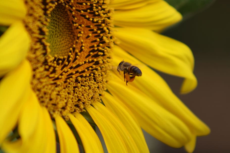 sun flower, bee, macro, flowering plant, invertebrate, animal themes HD wallpaper