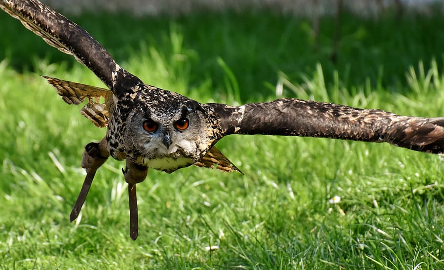 brown and black owl flying at daytime, bird, feather, eagle owl HD wallpaper