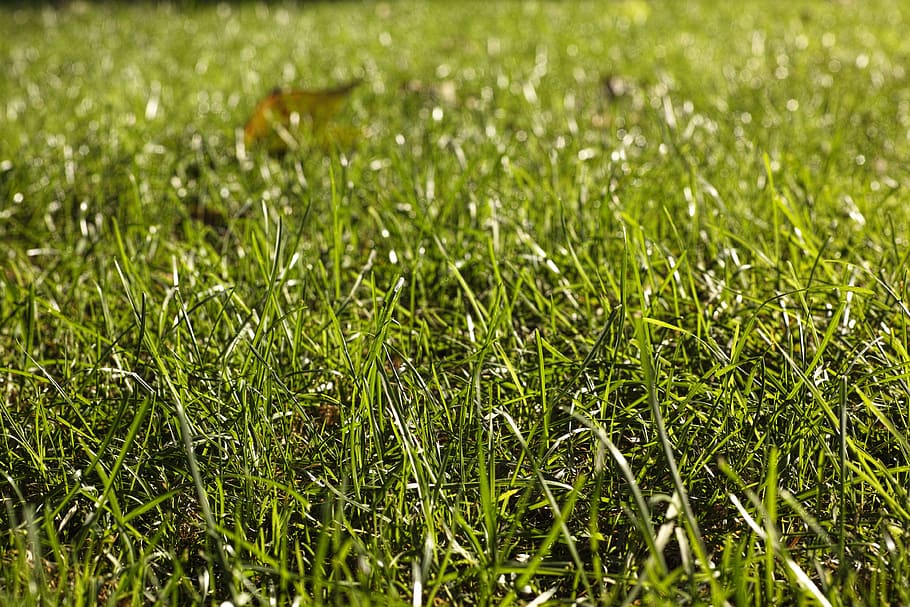 grass, green, texture, nature, close-up, pattern, landscape HD wallpaper