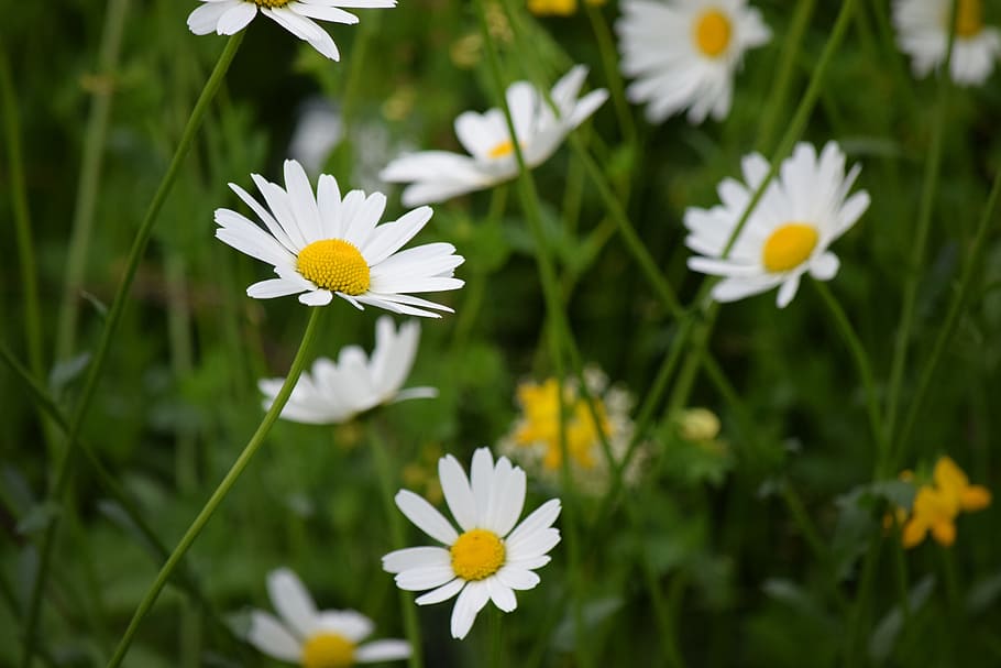 daisy, flower, spring, flowering plant, freshness, petal, vulnerability HD wallpaper