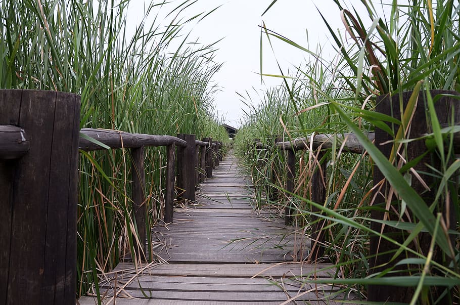 henan, chen bridge, wetlands, plant, growth, nature, wood - material HD wallpaper