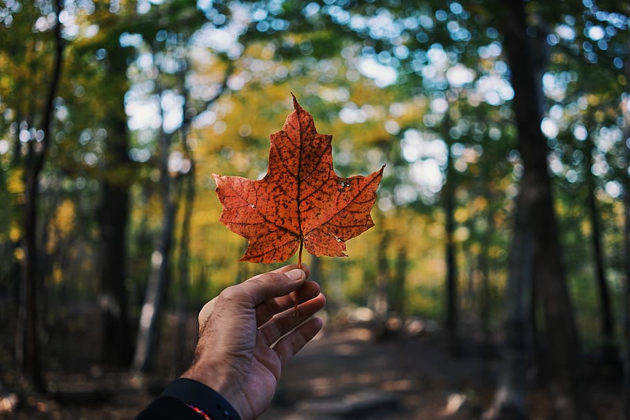 person holding maple leaf, nature, hand, leafe, orange, forrest HD wallpaper
