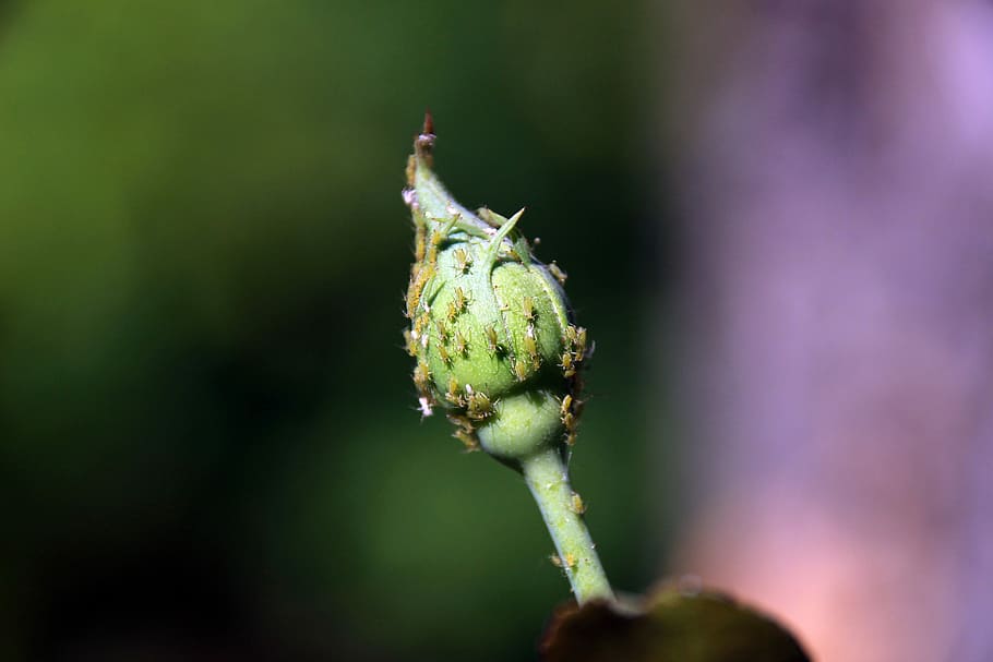 Aphids, Garden, Insects, bud, no people, nature, plant, outdoors HD wallpaper