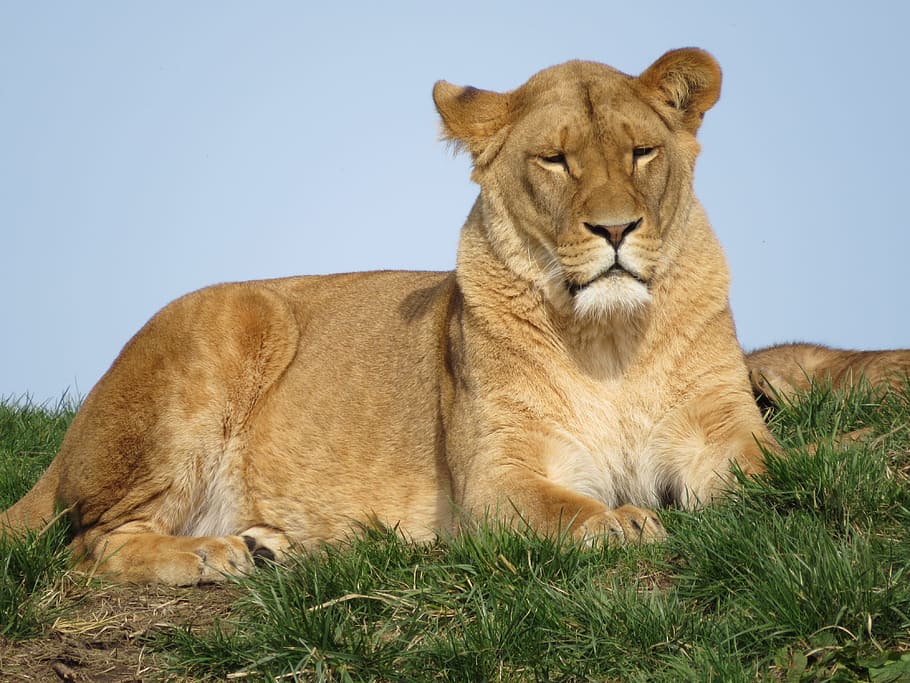 lion, animals, predator, zoo, mammal, nature, africa, feline HD wallpaper