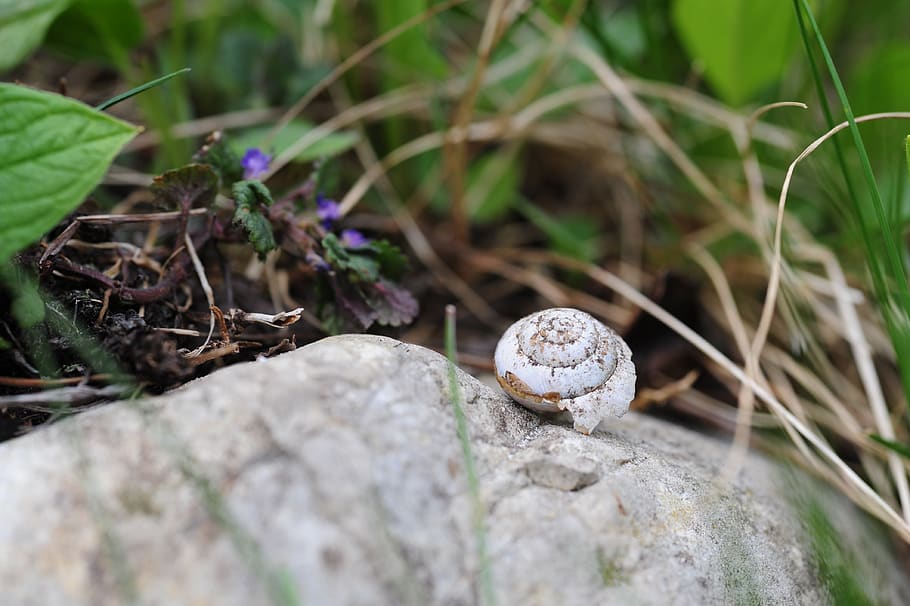 nature, plant, leaf, small, selective focus, day, solid, no people HD wallpaper