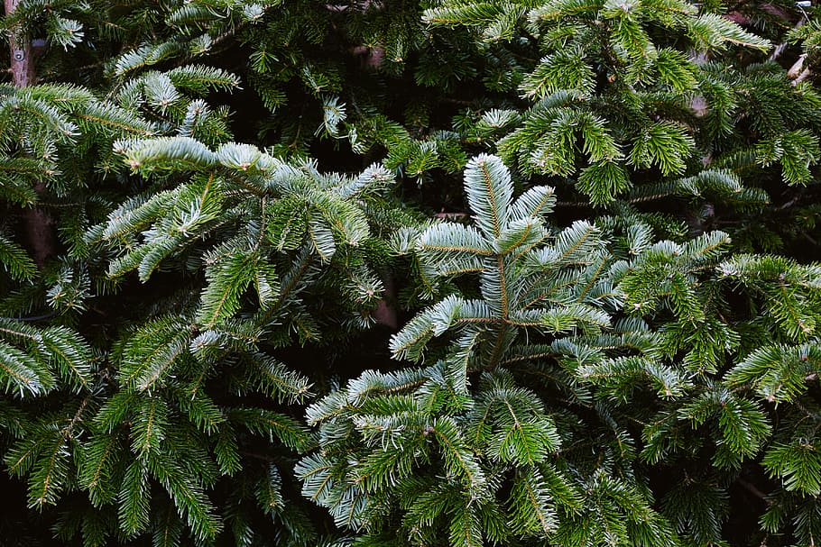 Conifer, nature, tree, green Color, plant, fern, forest, evergreen Tree HD wallpaper