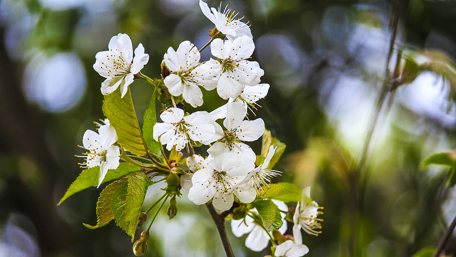 blossom, bloom, spring, close, warm, nature, flower, plant HD wallpaper