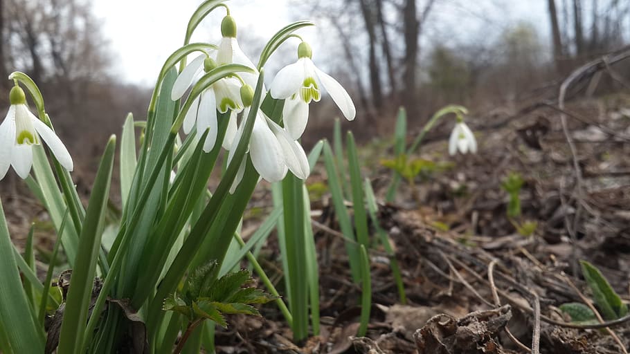 snowdrop, spring, nature, bloom, spring flowers, living nature HD wallpaper