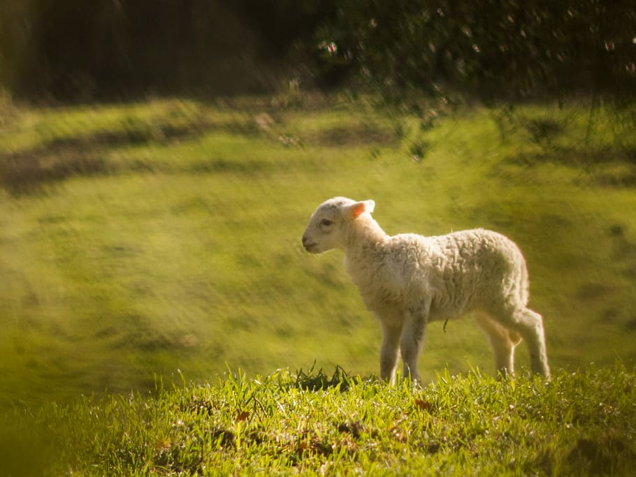 white lamb on green grassland during daytime, white sheep standing on grass land HD wallpaper