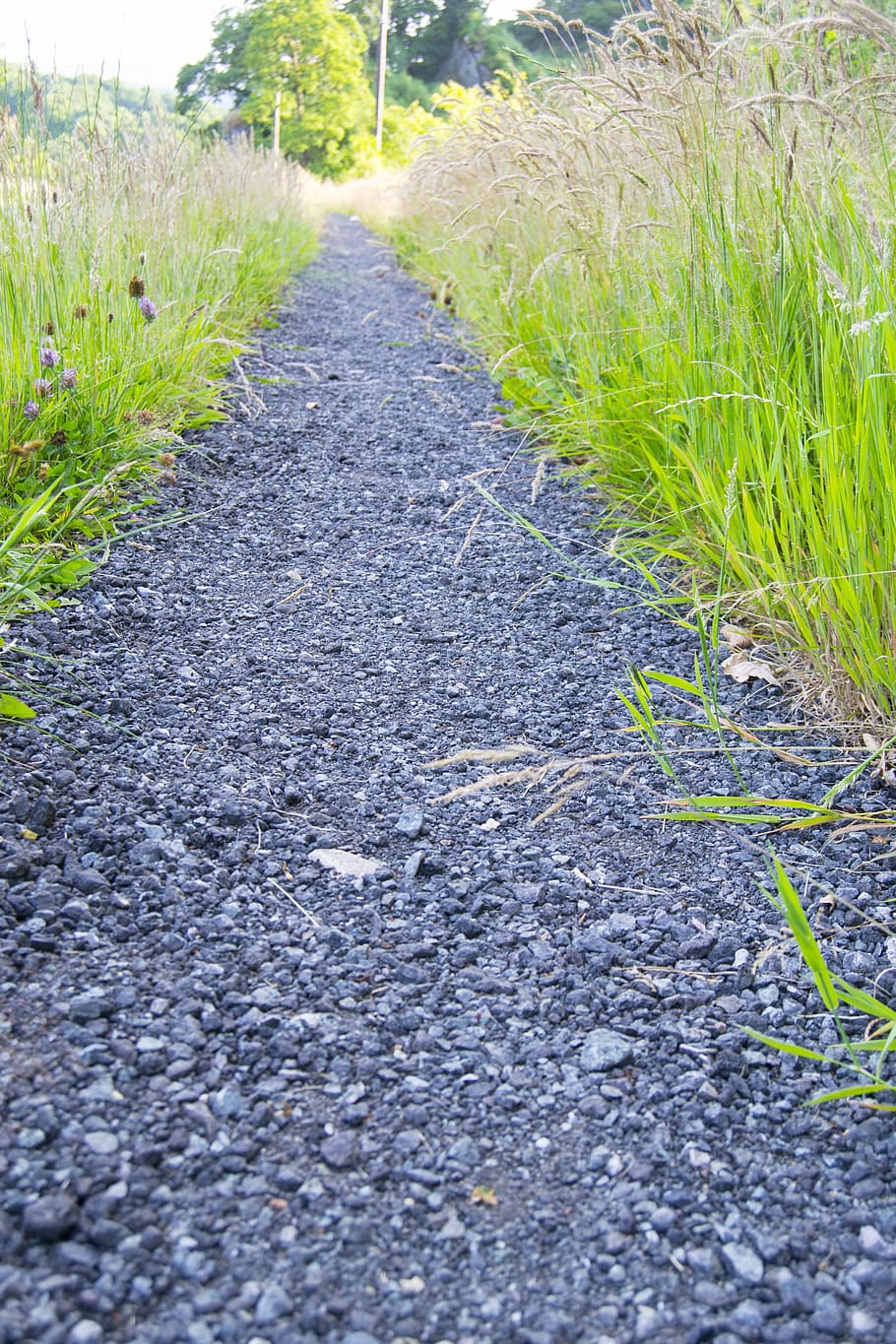 road, nature, walk, plant, the way forward, direction, diminishing perspective HD wallpaper