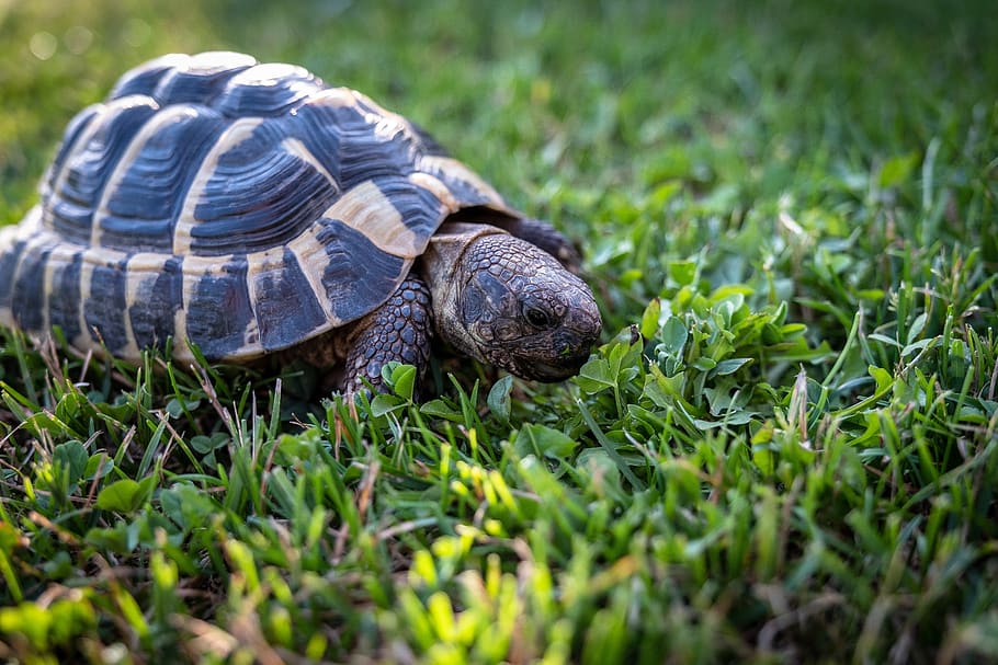 turtle, greek tortoise, eat, grass, greek turtles, panzer, tortoise shell, HD wallpaper