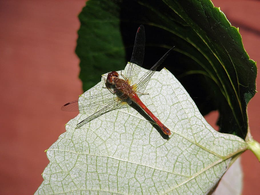 Dragonfly, Dragonflies, Bug, Bugs, insect, insects, summer HD wallpaper