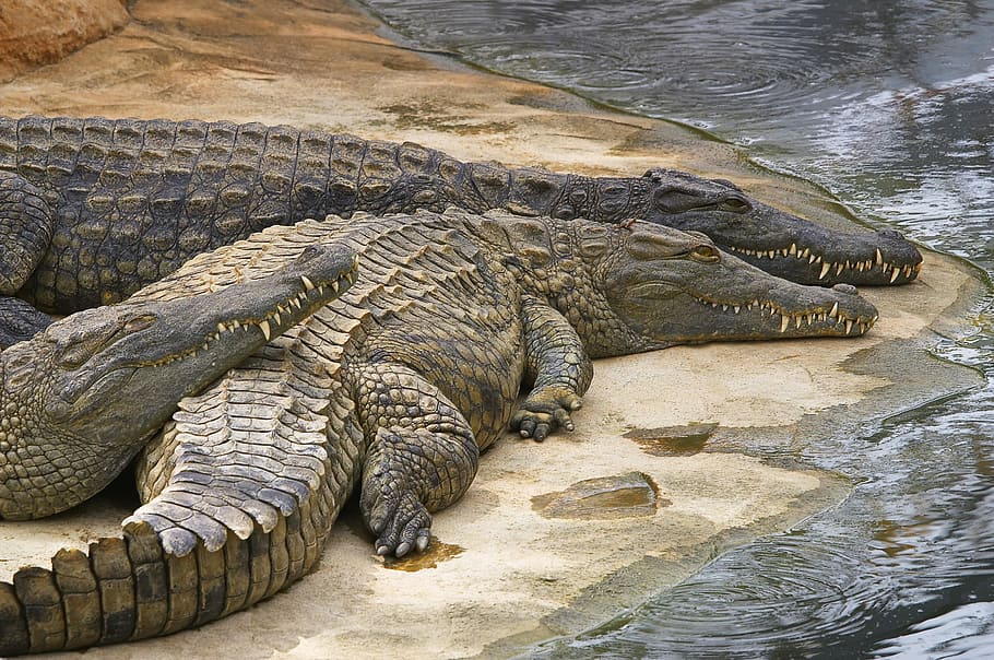 Crocodile, Siesta, Lounge, Zoo, reptile, animals in the wild HD wallpaper