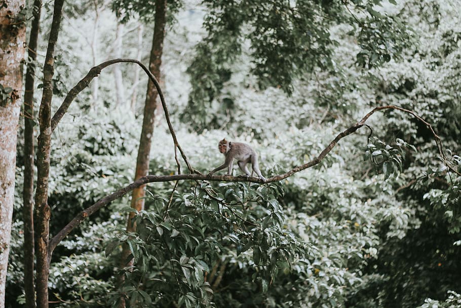 monkey perching on tree branch during daytime, monkey on branch HD wallpaper