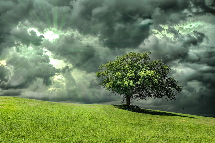 green leafed tree under gray sky, oak, grass, nature, clouds HD wallpaper