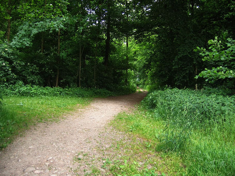 away, forest, forest path, glade, direction, bushes, trees HD wallpaper