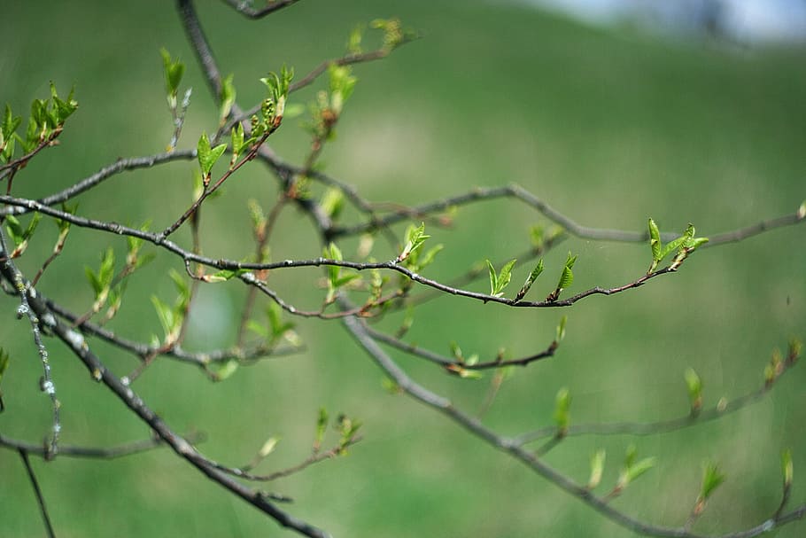 Bloom, Tree, Green Leaves, garden, spring, flowers, living nature HD wallpaper