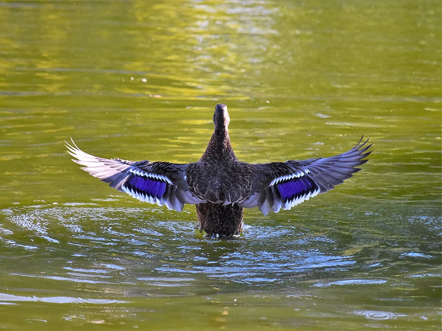 duck, waterfowl, feather, animals in the wild, animal wildlife HD wallpaper