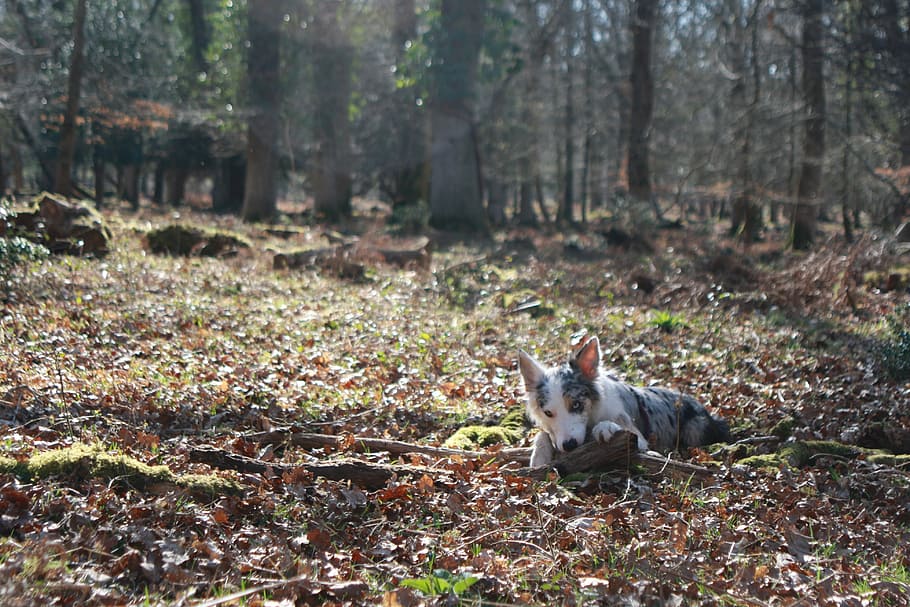 collie, dog, cute, forest, new forest, hampshire, nature, canine HD wallpaper