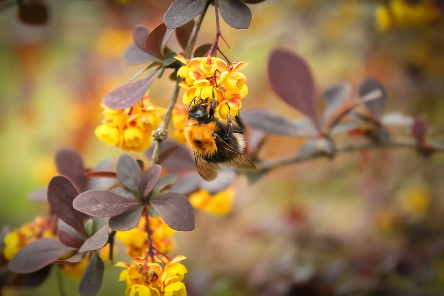 Bumblebee, Plant, Macro, Flower, yellow wildflower, yellow flower HD wallpaper