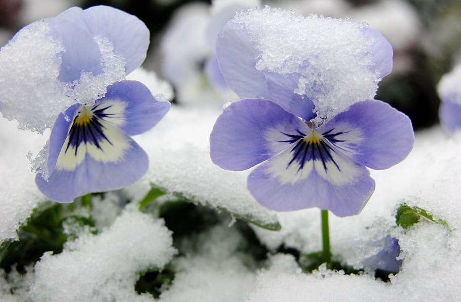snow, flower, violets, flowering plant, beauty in nature, freshness HD wallpaper