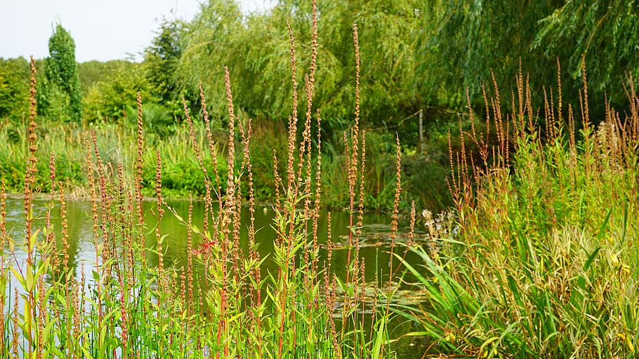 nature, water, forest, bush, environment, foliage, grass, greenery HD wallpaper
